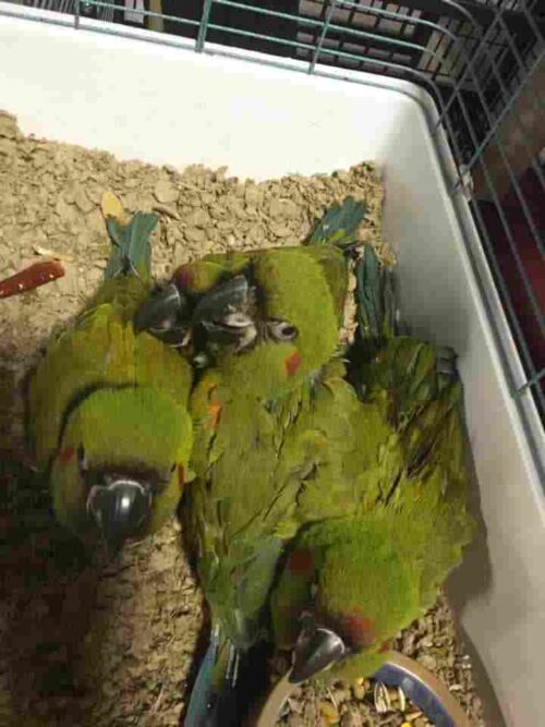 Parrots For Sale-Macaw For Sale.Macaw Price-Cockatoo For Sale | 20% Off