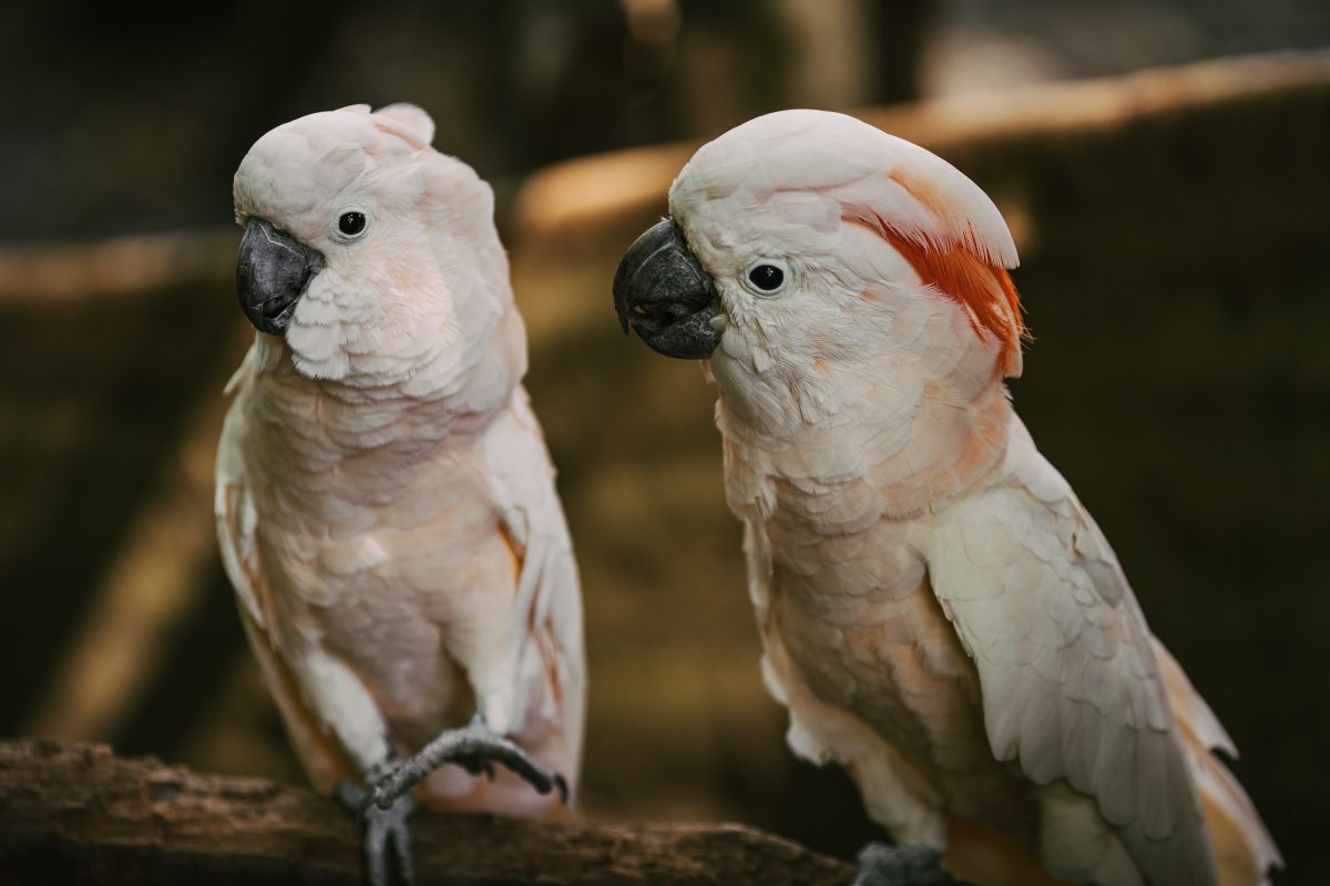 Moluccan Cockatoos All You Need To Know 