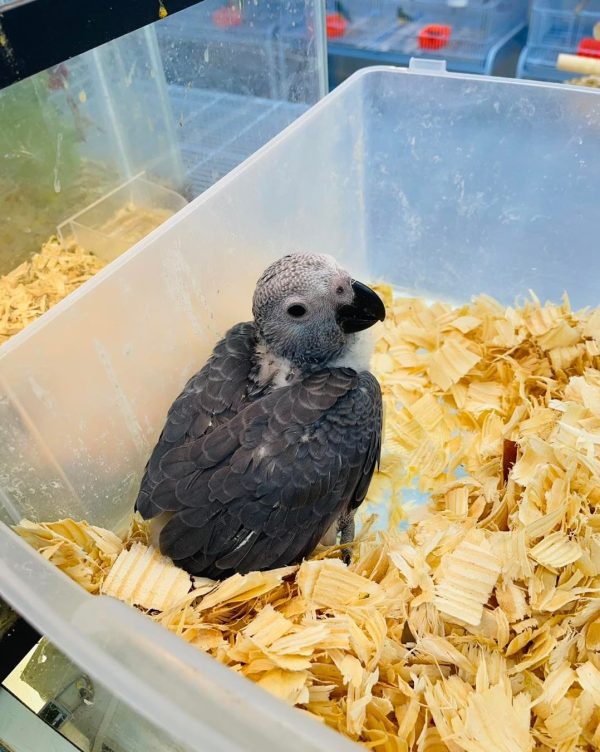 Baby African Grey Parrot for sale
