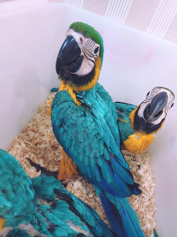 macaw chicks for sale