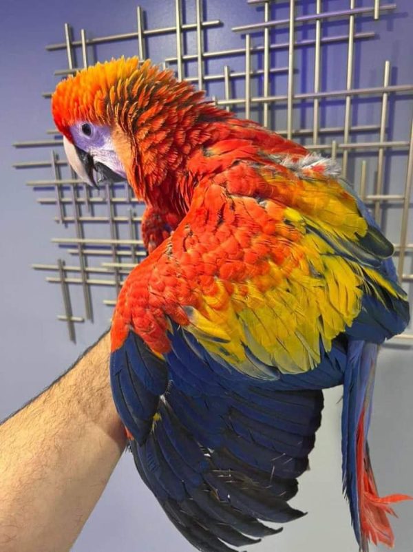 Scarlet macaws for sale