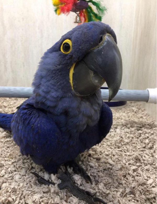 Baby Hyacinth Macaw parrot for Sale - Image 2