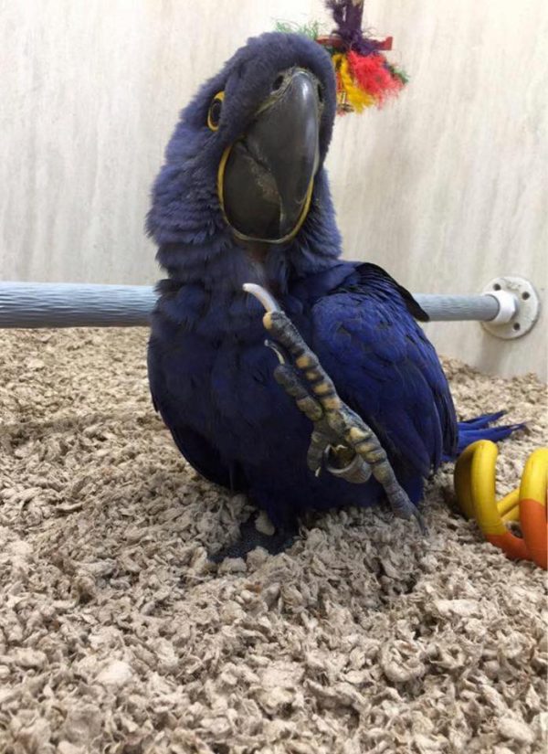 Baby Hyacinth Macaw parrot for Sale